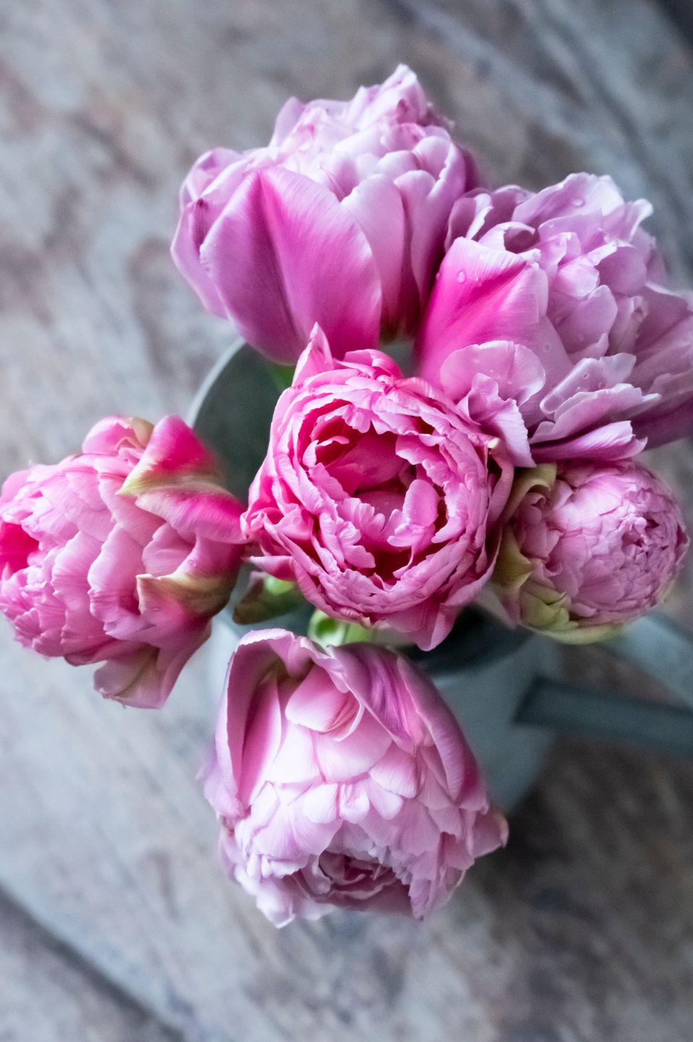 Tulpe "Strawberry Cream" – 10 Zwiebeln