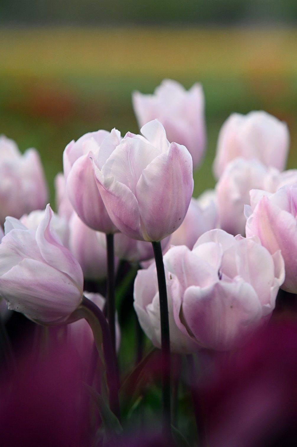Tulpenmischung Marshmallow Cloud