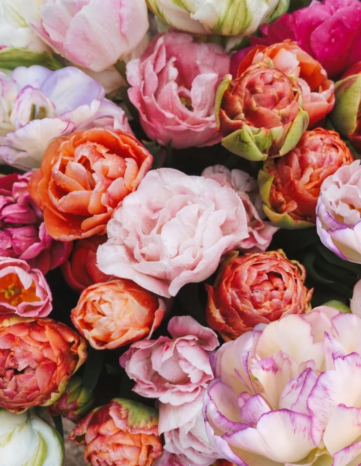 Tulpenmischung "Bridgerton Blush" – 50 Zwiebeln