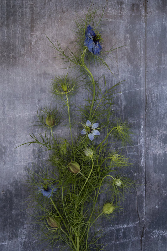 Jungfer im Grünen "Miss Jekyll"