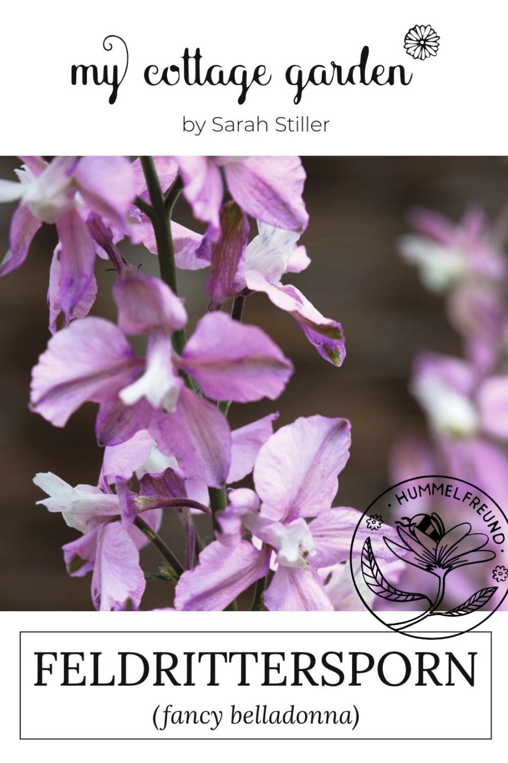 Feldrittersporn "Fancy Belladonna"