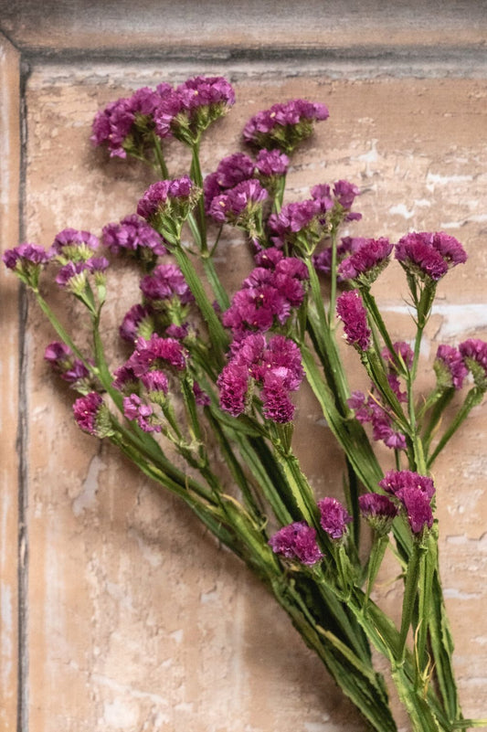 Statice – Strandflieder rosa