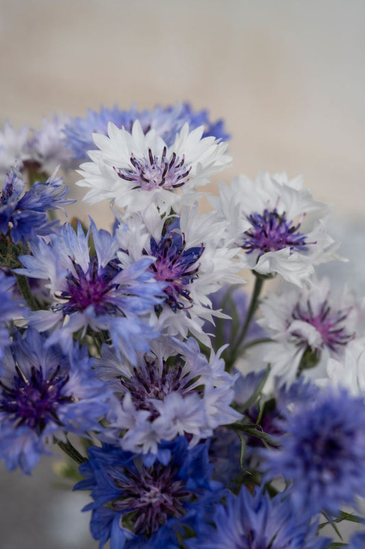 Kornblumen "Classic Fantastic"