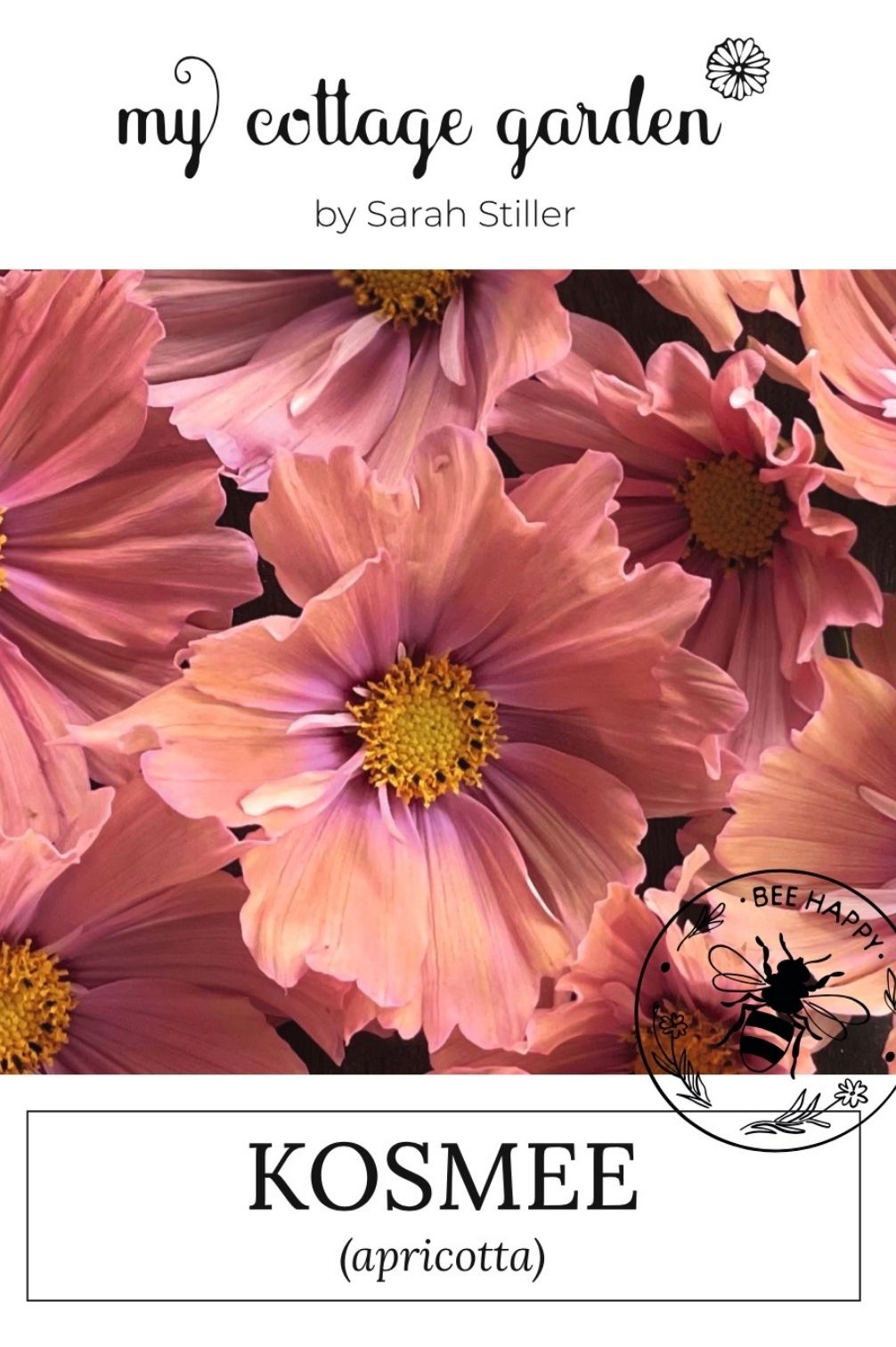 Kosmee "Apricotta"