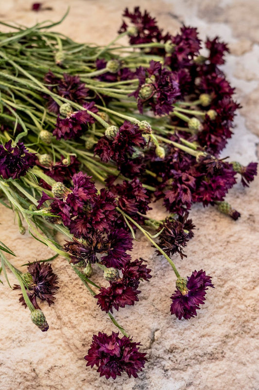 Kornblumen "Black Ball"