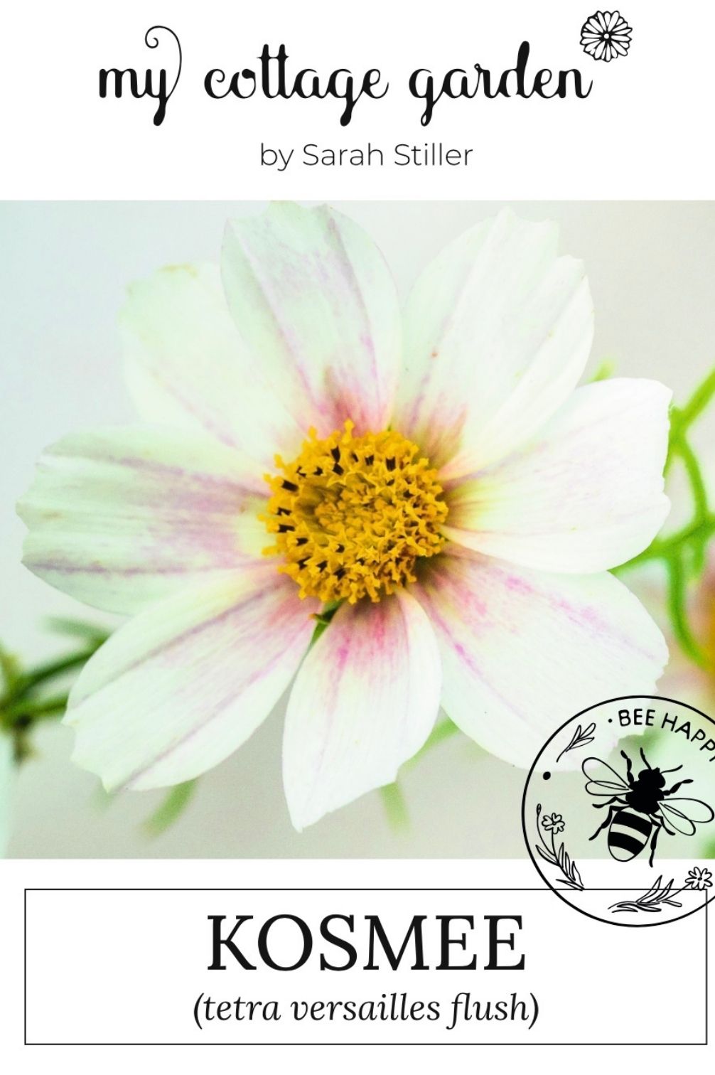 Kosmee "Tetra Versailles Flush"