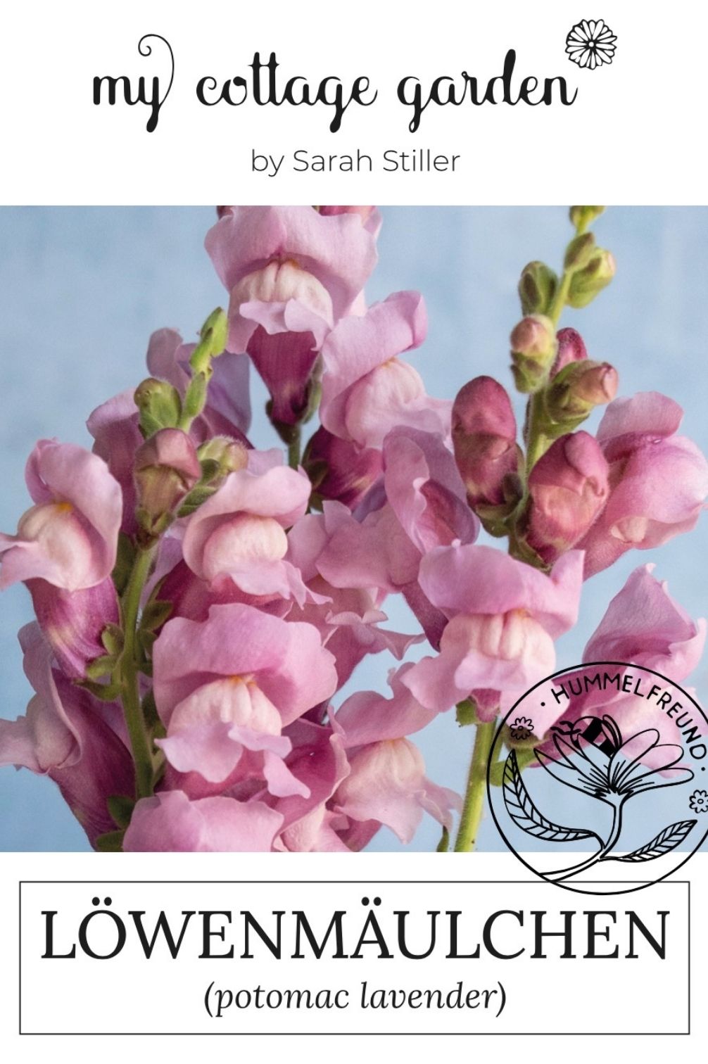 Löwenmäulchen "Potomac Lavender"