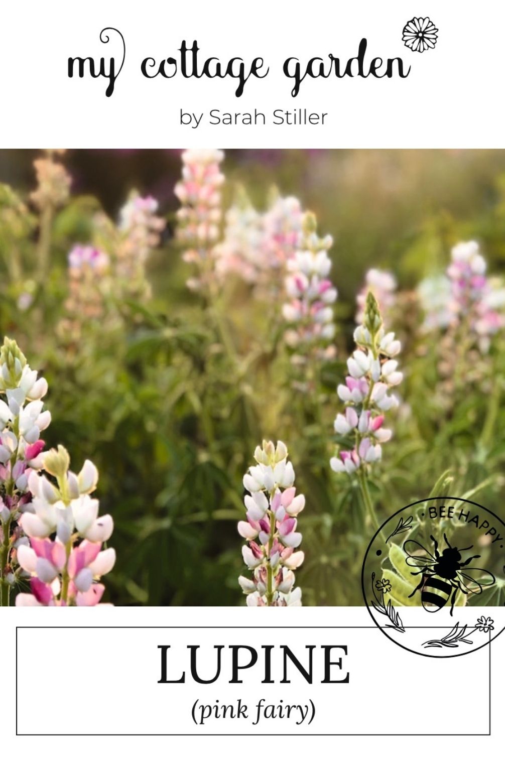 Lupine "Pink Fairy"