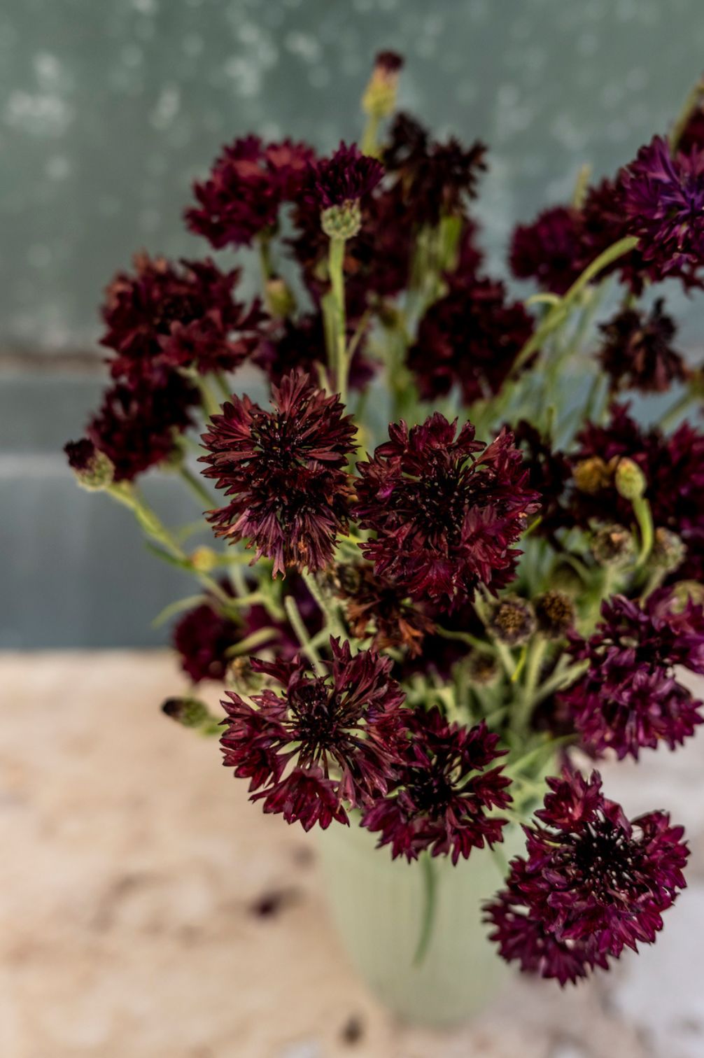Kornblumen "Black Ball"