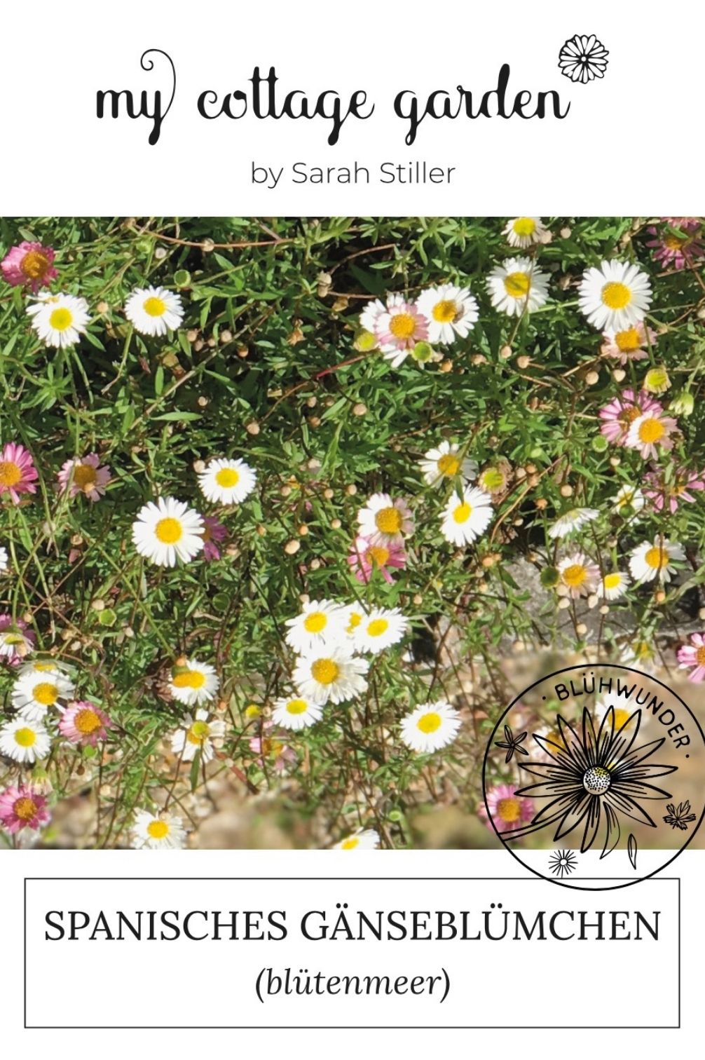 Spanisches Gänseblümchen