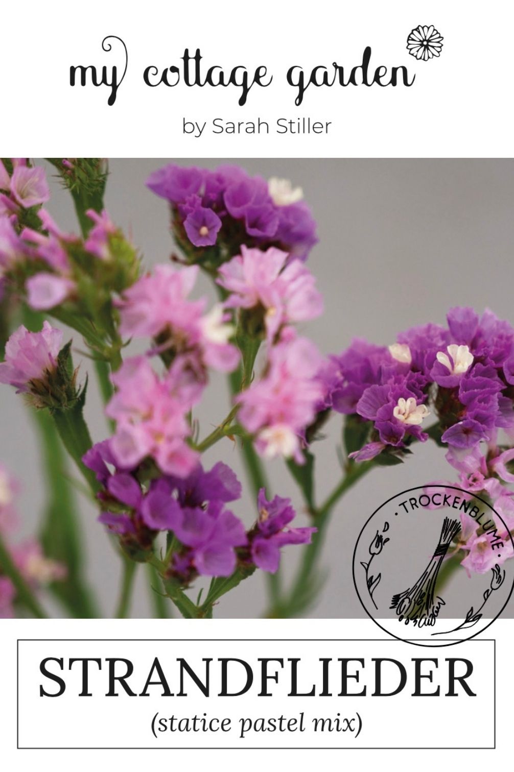 Statice – Strandflieder Pastel Mix