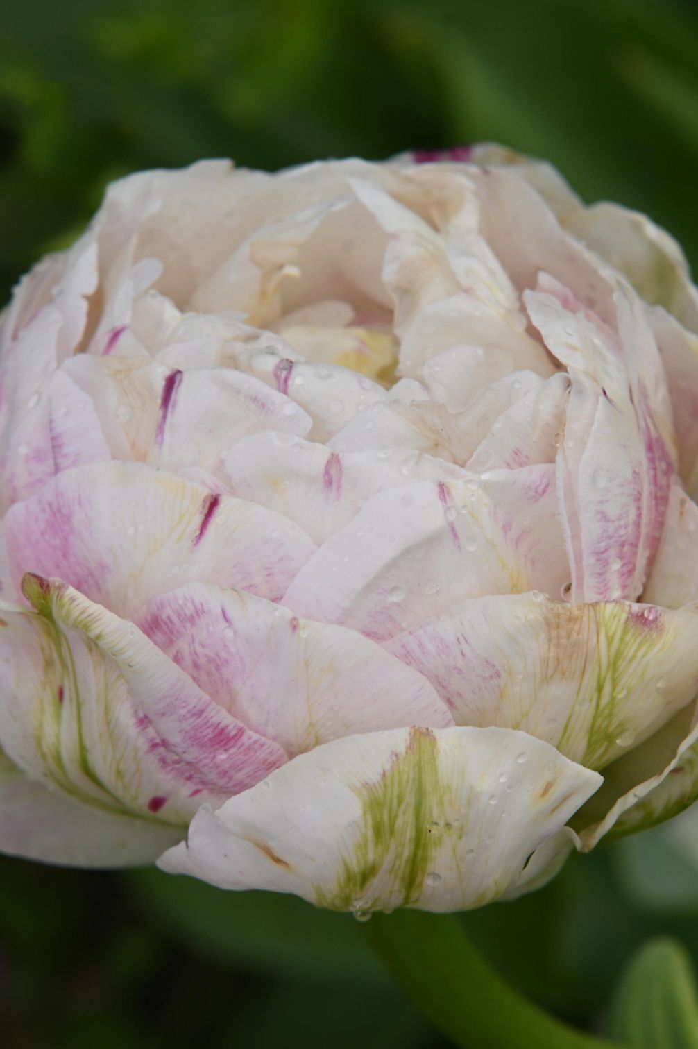Tulpe Danceline