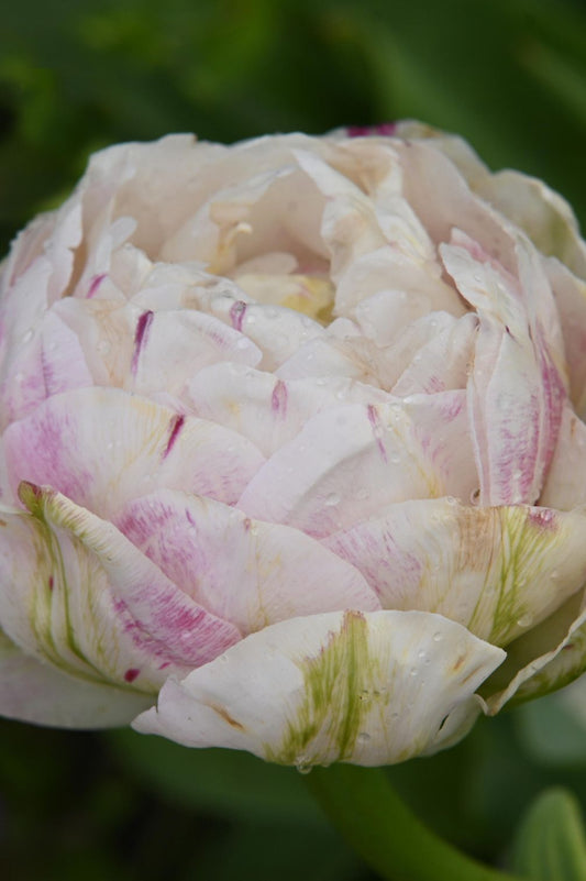 Tulpe Danceline