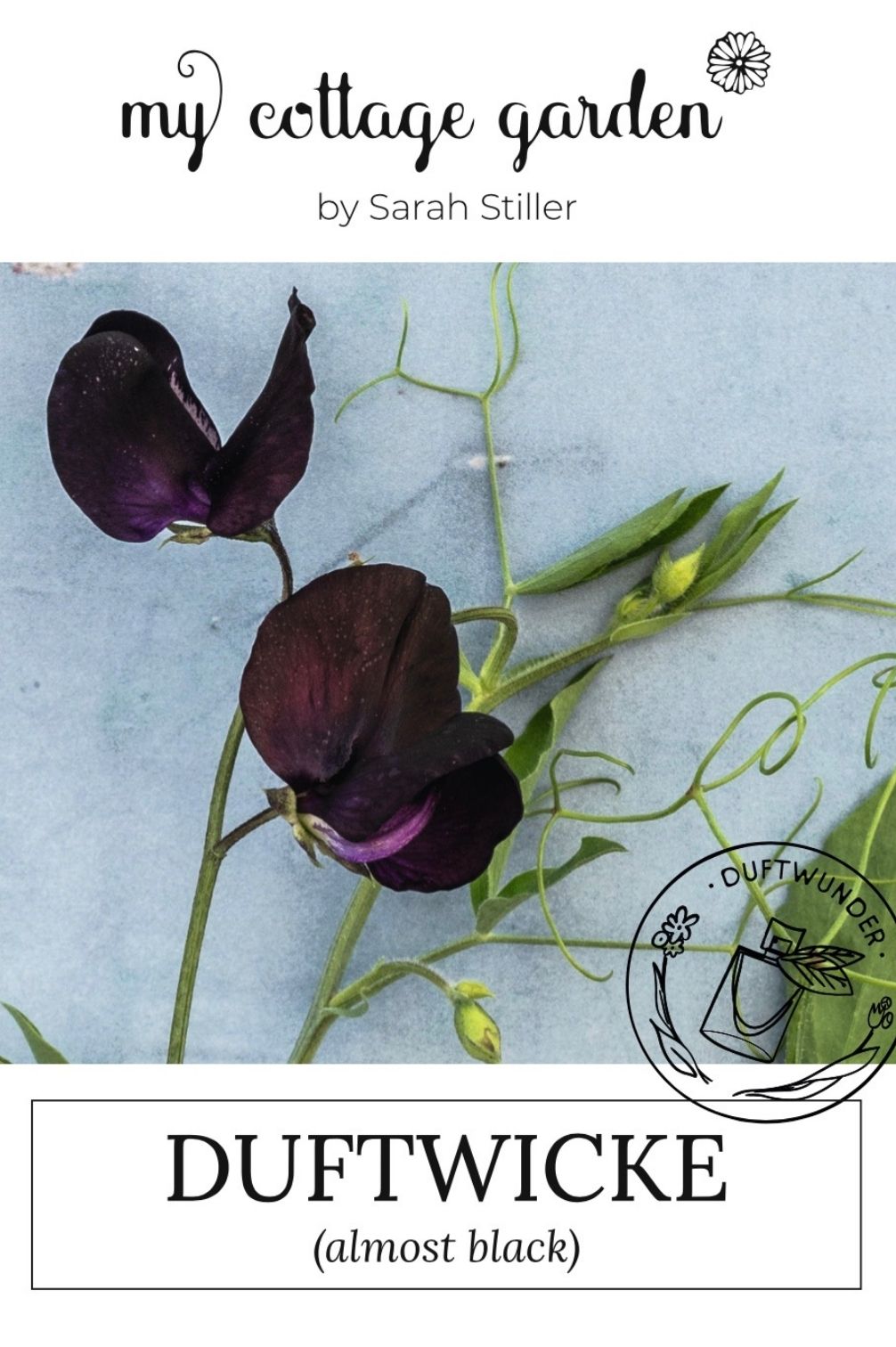 Duftwicke "Almost Black"