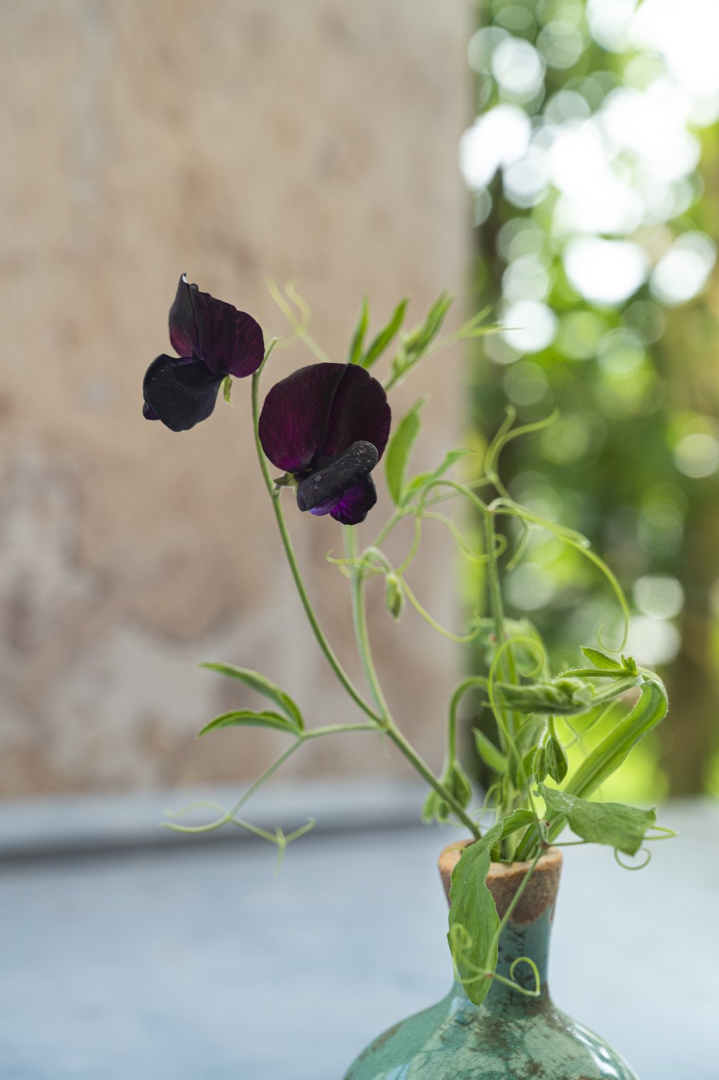 Duftwicke "Almost Black"