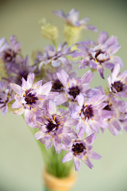 Blaue Rasselblume "Cupid's Dart"