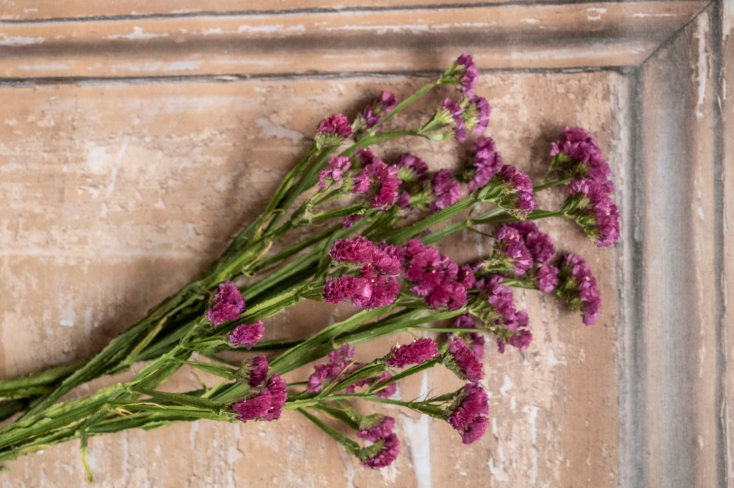 Statice – Strandflieder rosa