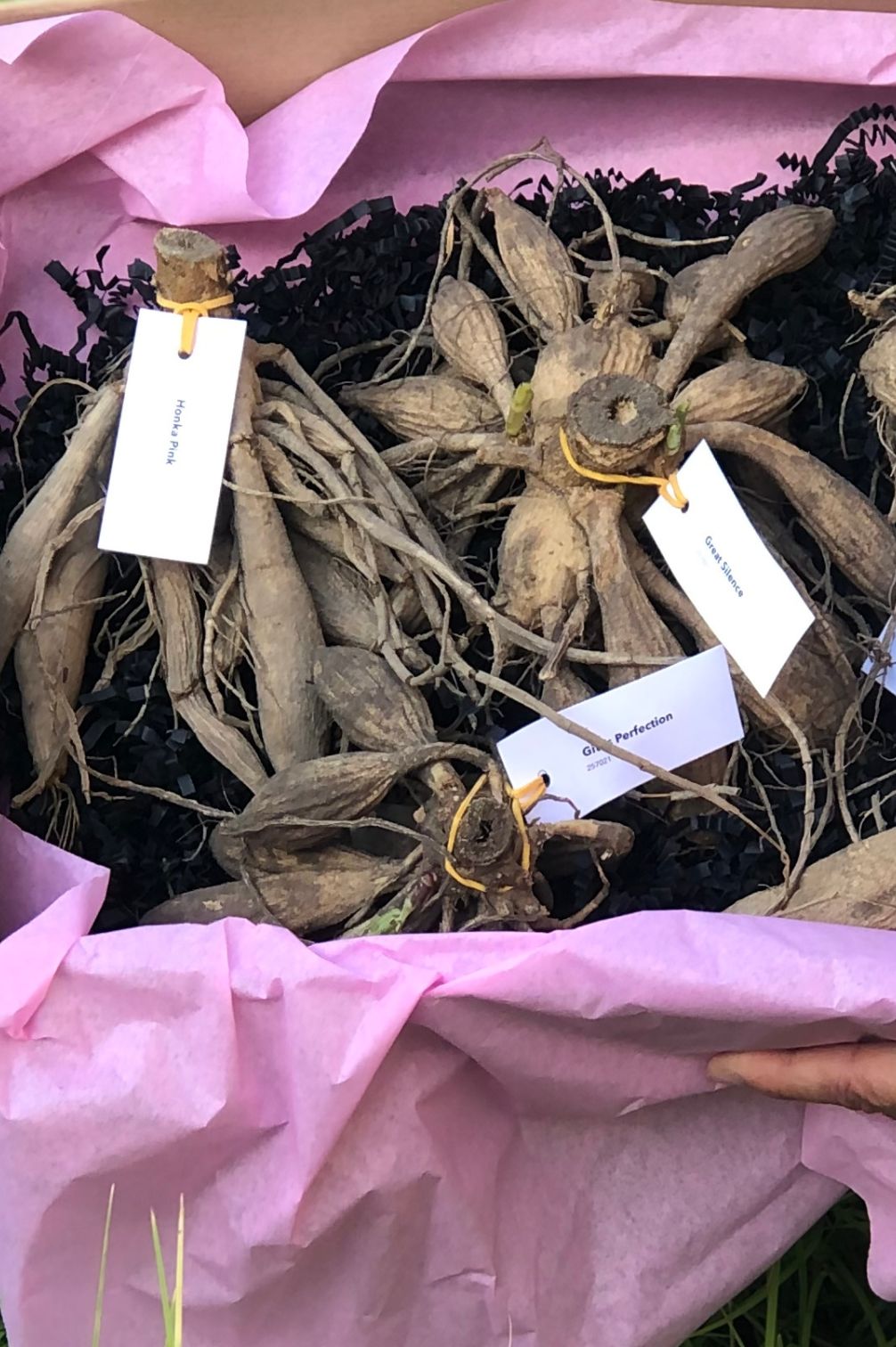 Dahlien-Mix Pink Lemonade