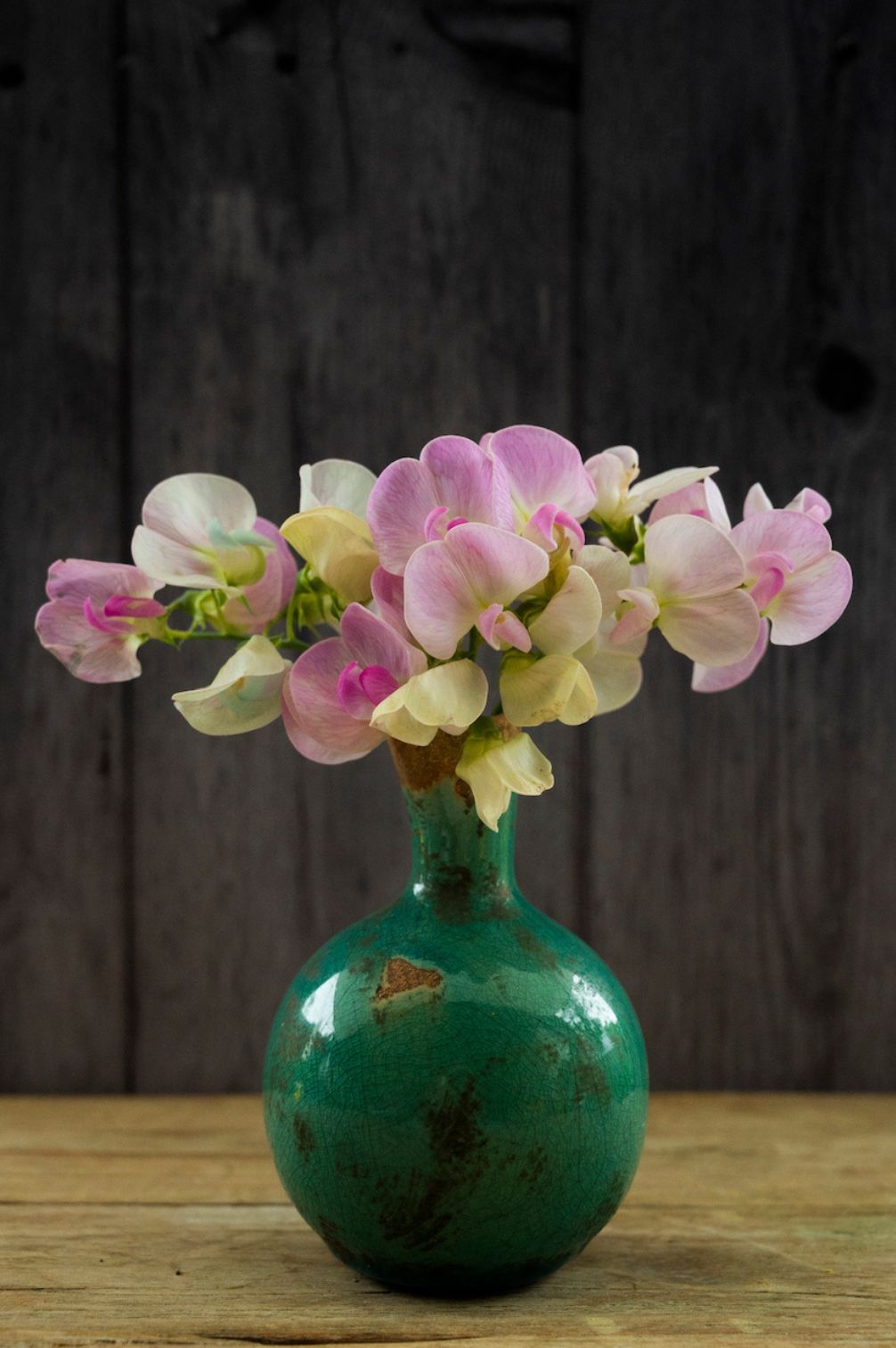 Staudenwicke Pink Pearl