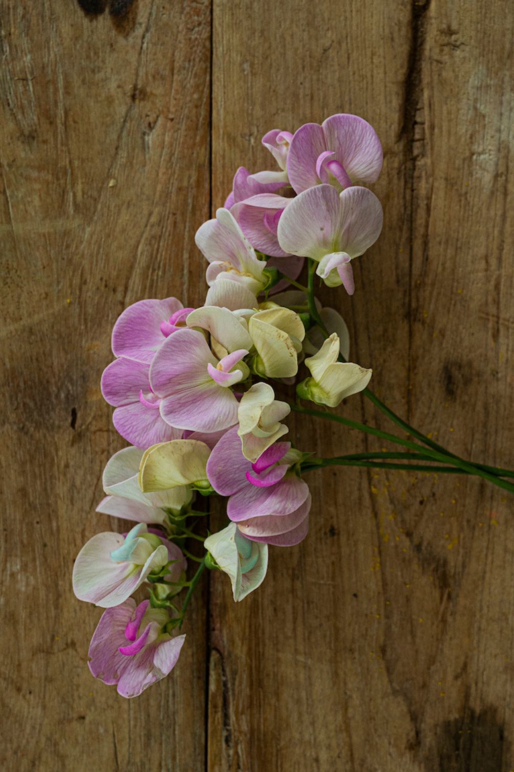 Staudenwicke Pink Pearl