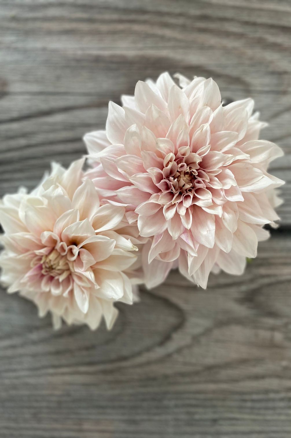 Dahlie Cafe au Lait