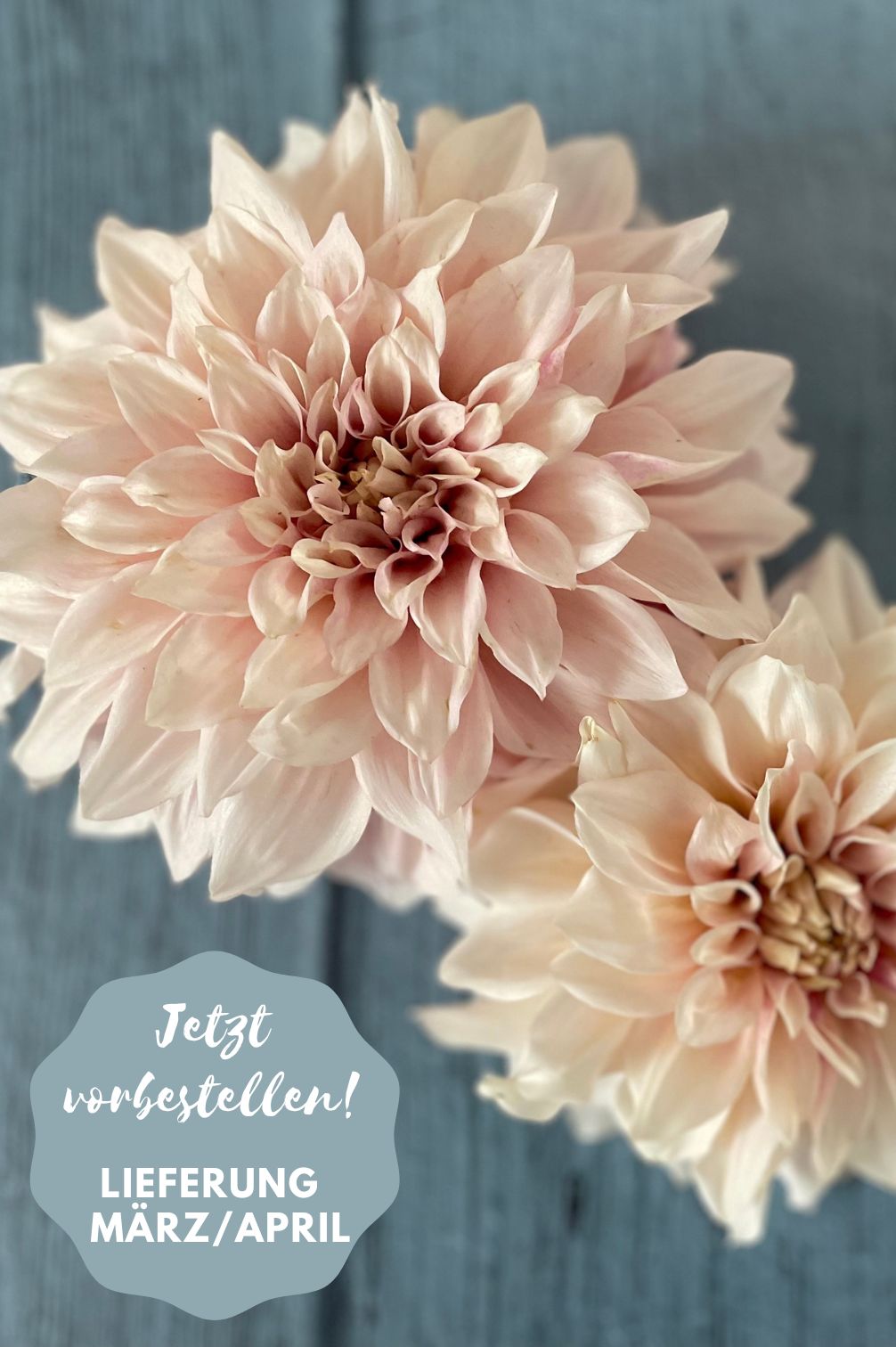 Dahlie Cafe au Lait