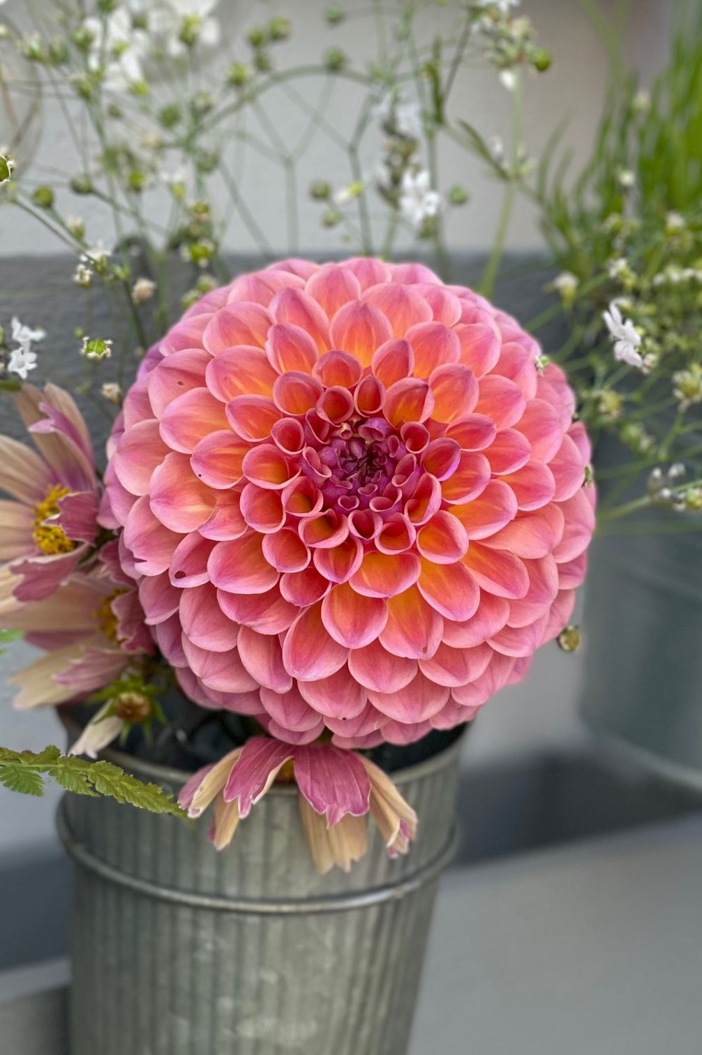 Dahlie "Jowey Winnie"