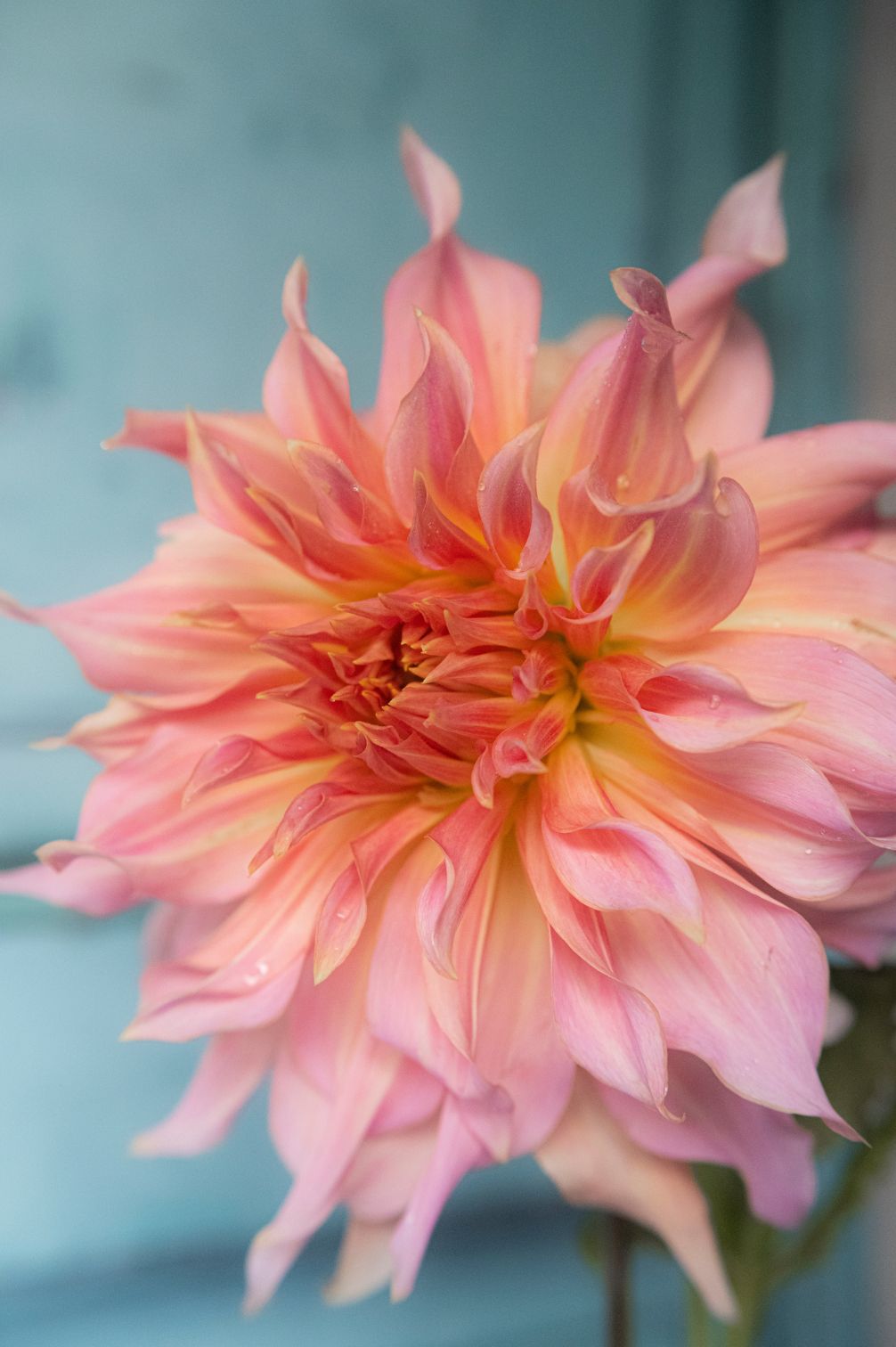 Dahlie Penhill Watermelon