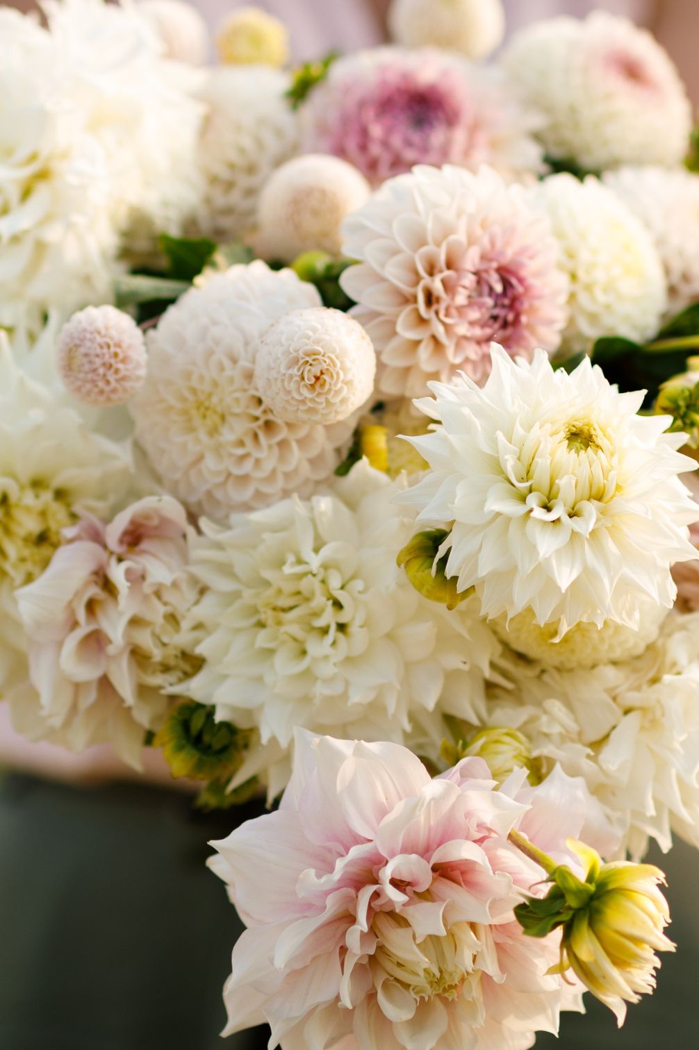 Dahlien-Mix Blushing Beauties