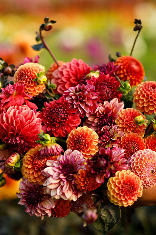 Dahlien-Mix Indian Summer