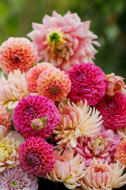 Dahlien-Mix Pink Lemonade