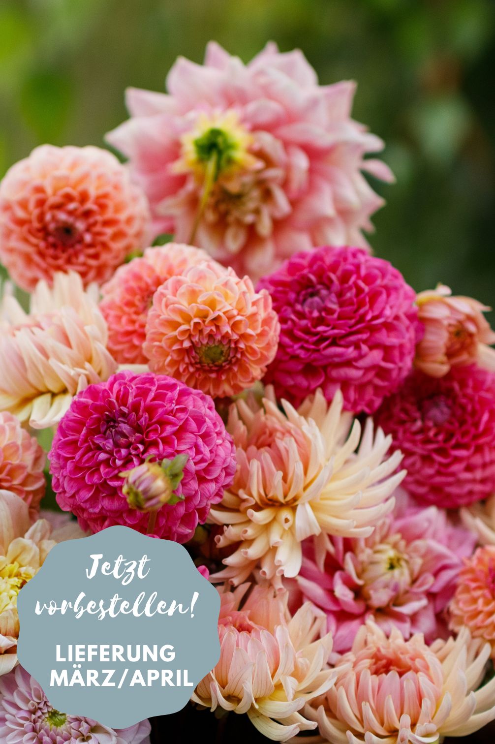 Dahlien-Mix Pink Lemonade