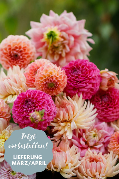 Dahlien-Mix Pink Lemonade