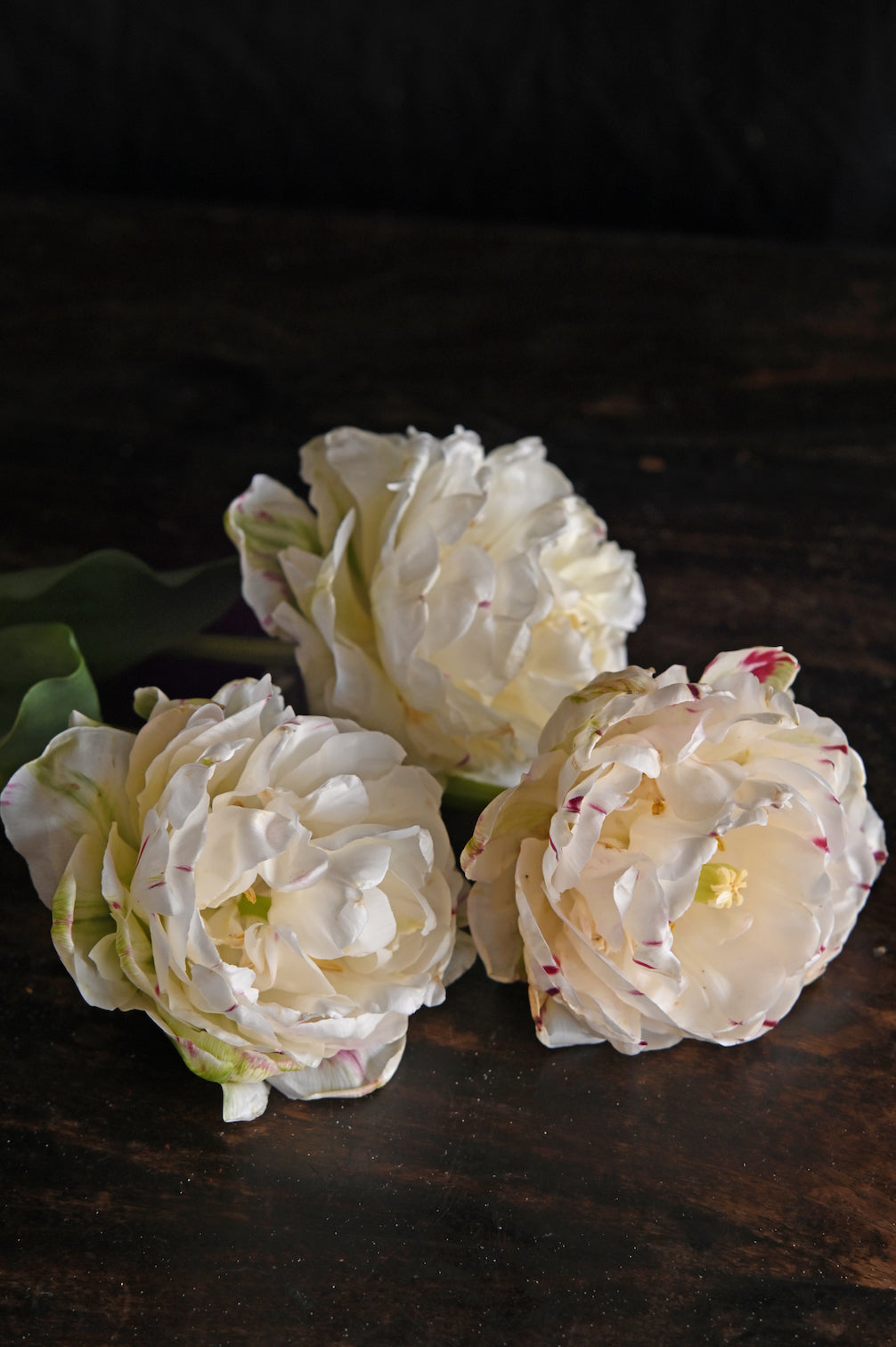 Tulpe Danceline