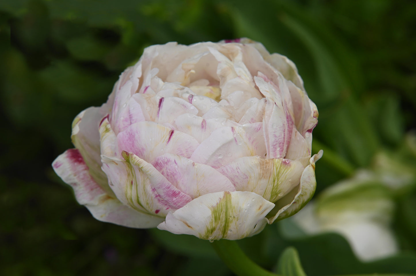 Tulpe Danceline