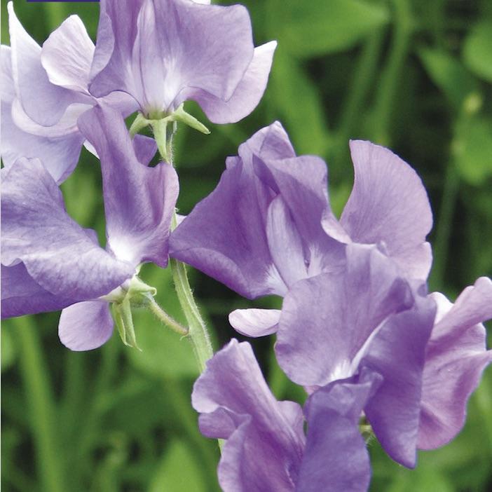 Duftwicke "Oxford Blue"