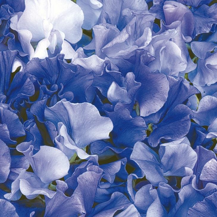 Duftwicke "Singing the Blues"