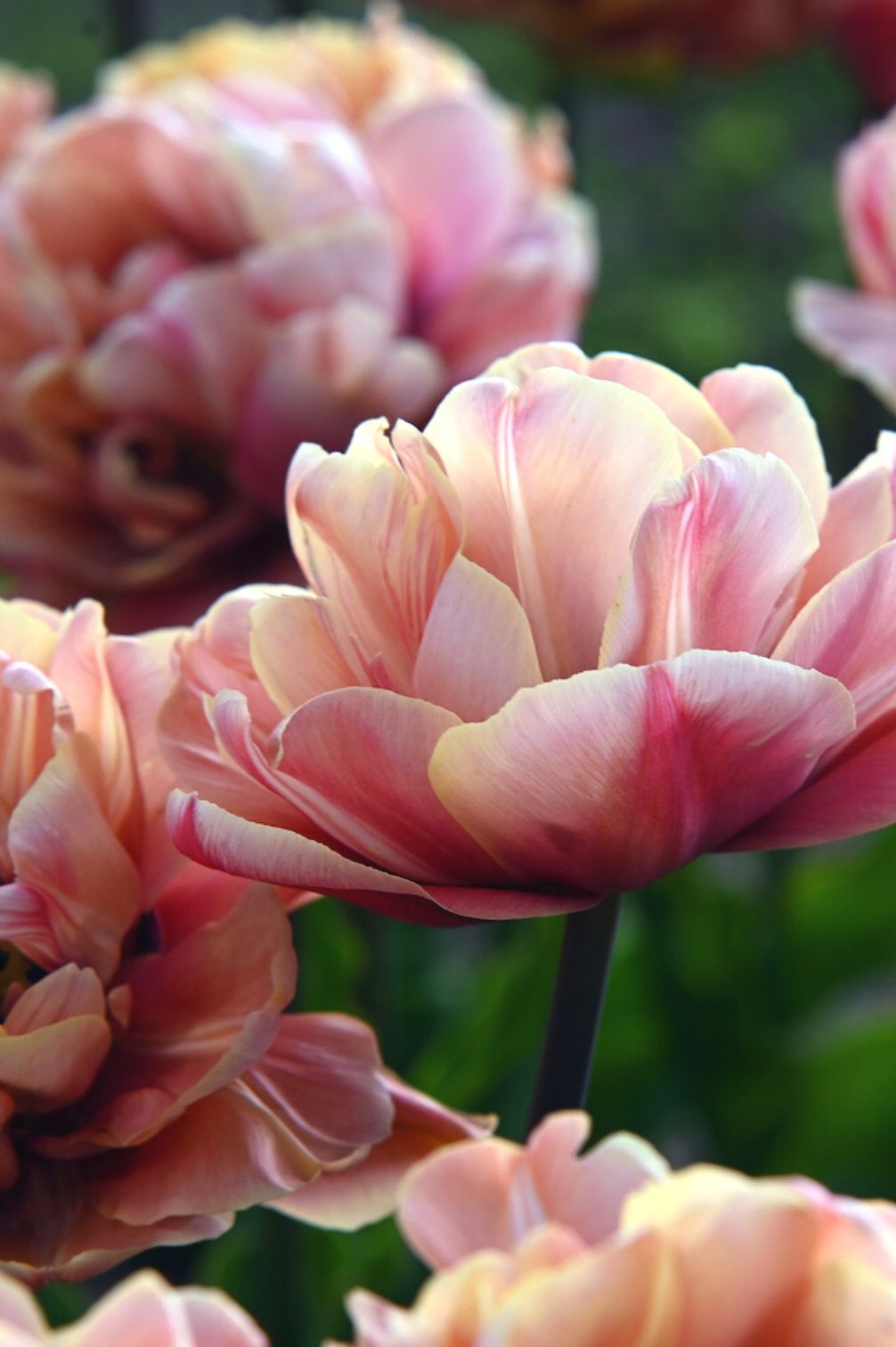 Tulpe La Belle Époque
