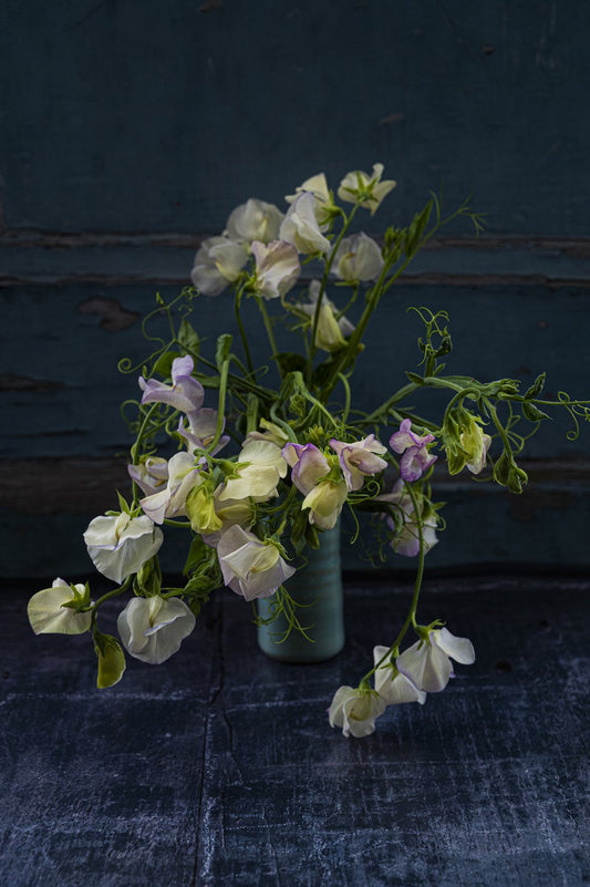 Duftwicke "High Scent"