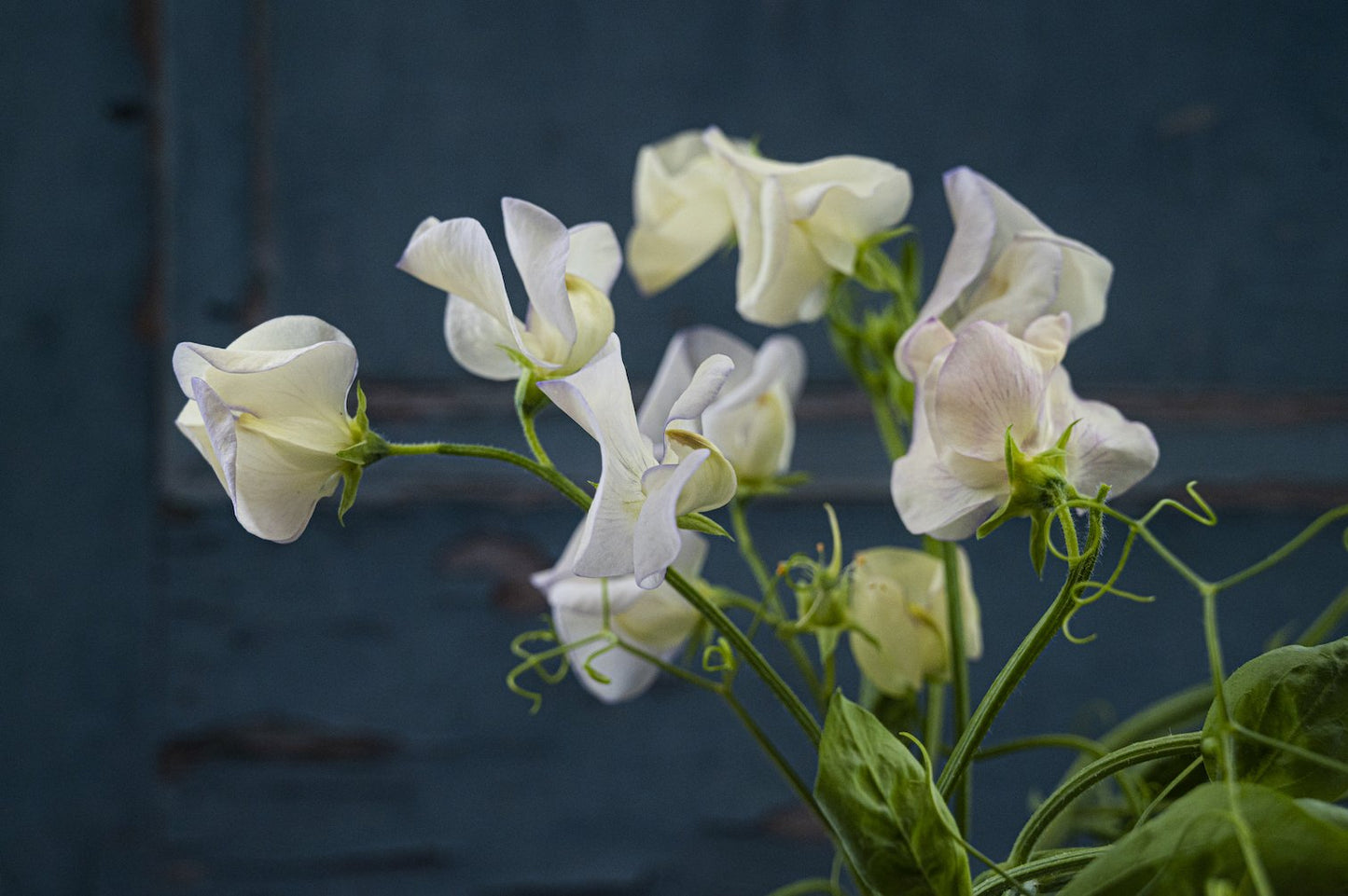 Duftwicke "High Scent"