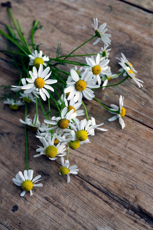 Ein Strauss Kamillen auf Holztisch