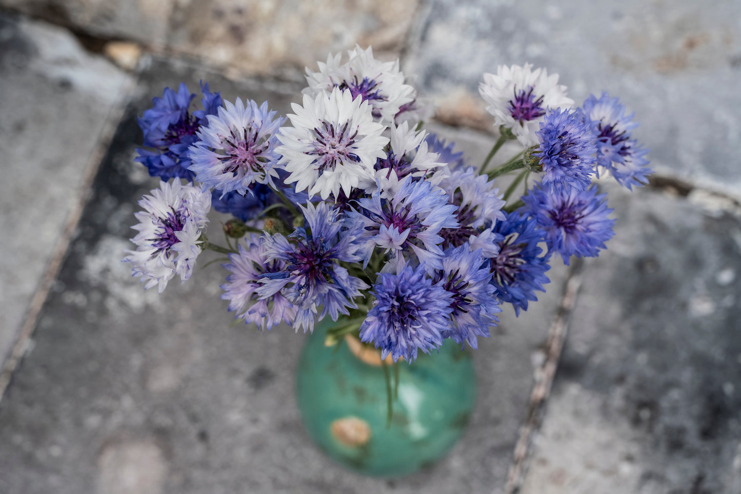 Kornblumen "Classic Fantastic"