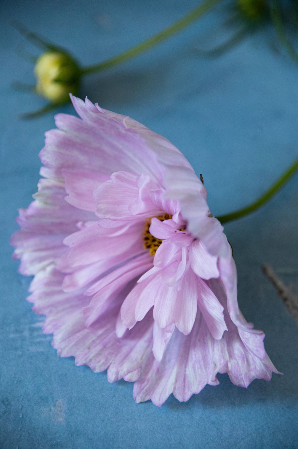 Kosmee "Cupcake Blush"