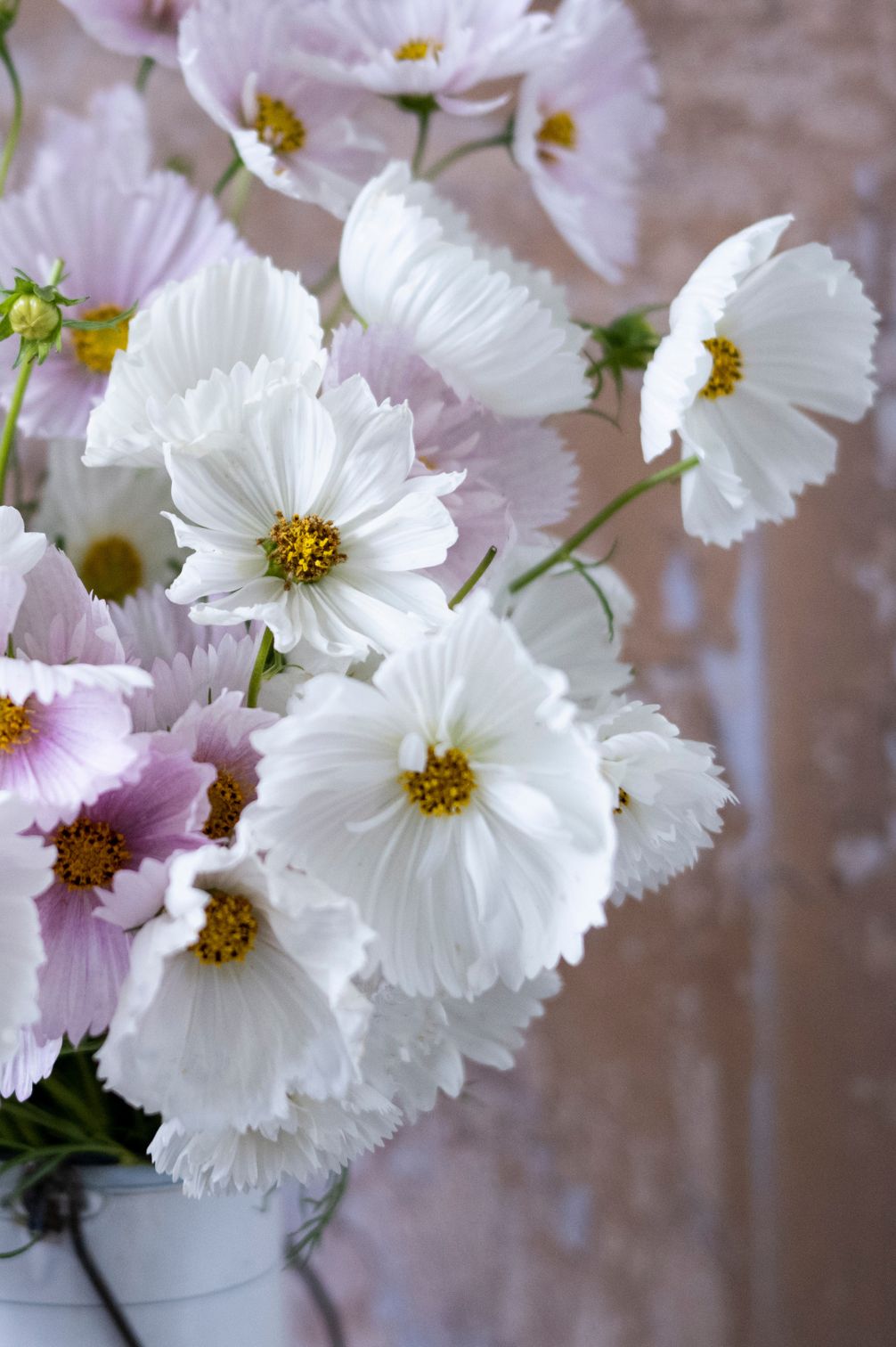 Kosmee "Cupcake White"