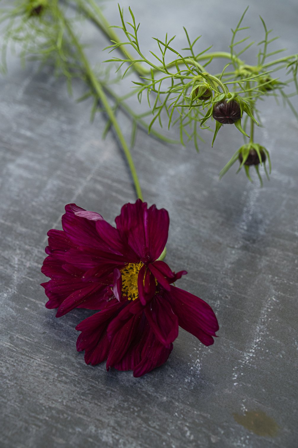 Kosmee "Double Click Cranberries"