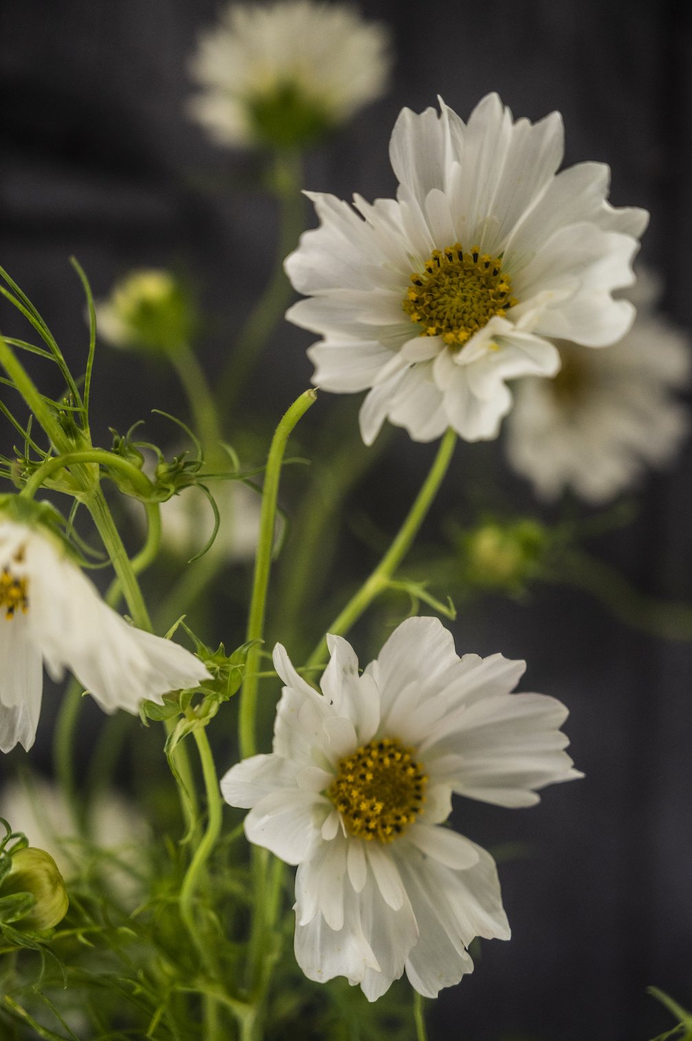 Kosmee "Double Dutch White"