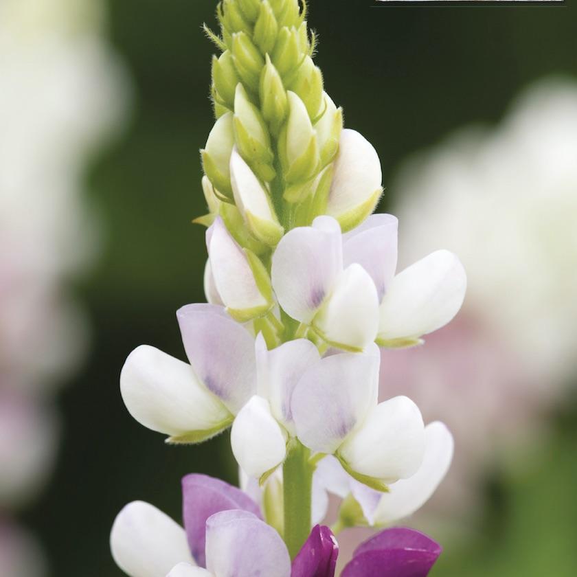Lupine "Pink Fairy"