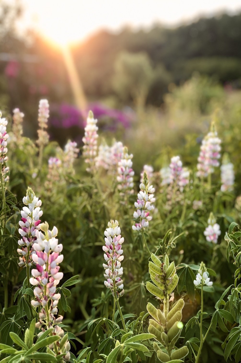 Lupine "Pink Fairy"
