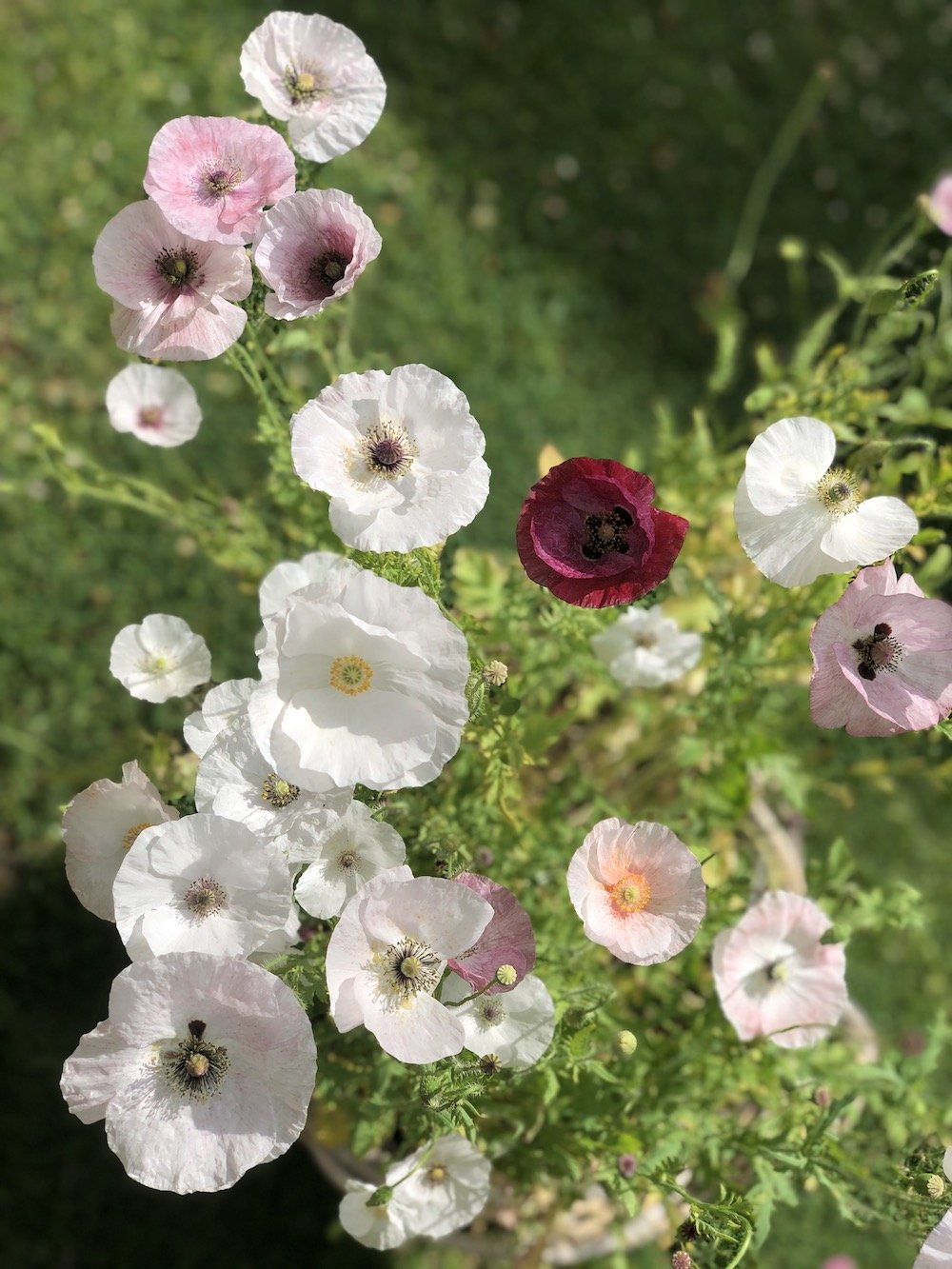 Mohn “Mother of Pearl”