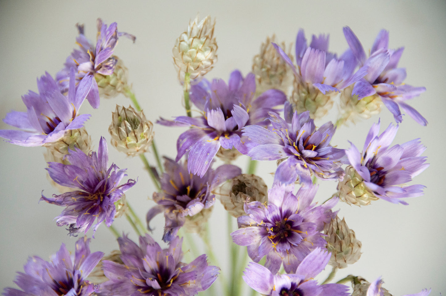 Blaue Rasselblume "Cupid's Dart"